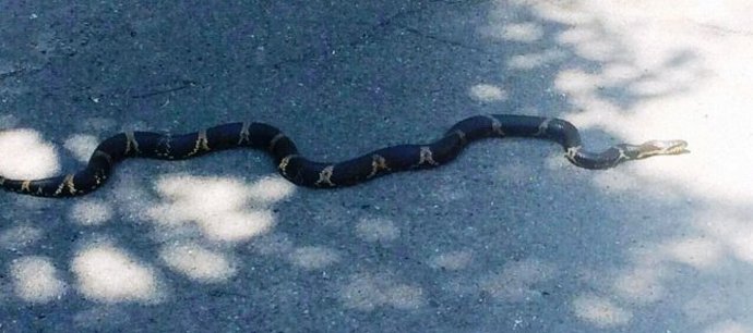 Valtavat käärmeet ja aggressiiviset varikset hyökkäsivät Vladivostokin asukkaille