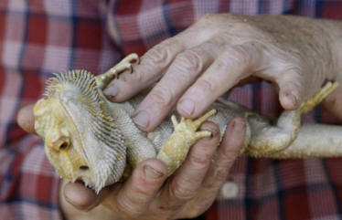 Oregonin asukas elvytti liskoa antaen hänelle sydänhieronnan