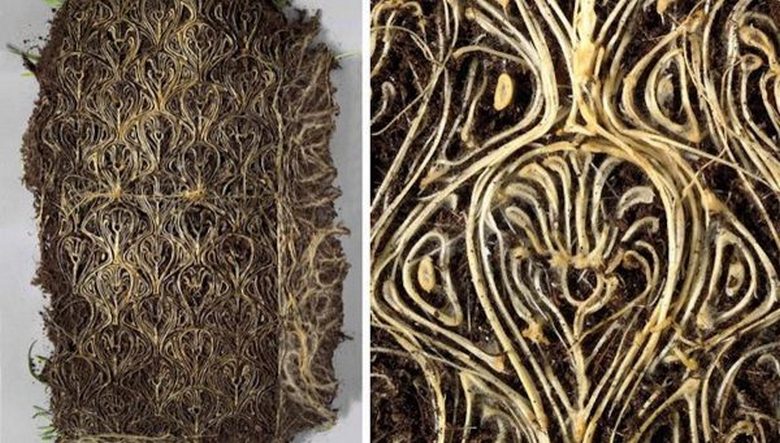 Elävät kuvat ja sitten elävä kirja