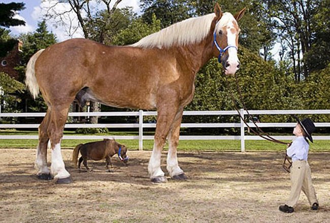Eläimet ovat jättiläisiä