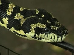 Käärmeet hyökkäsivät amerikkalaisen tuomioistuimen rakennukseen